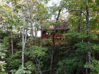 Fuzzy Bear secluded setting