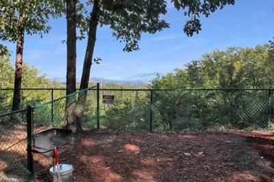 Fuzzy Bear fenced in back yard